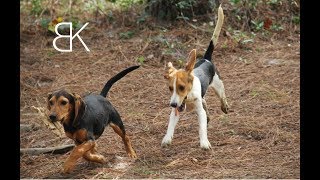 Beagle Bark On First Track  Bensons Kennel [upl. by Shamrao548]