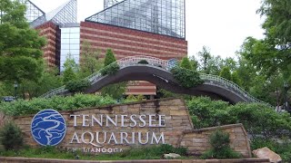 TENNESSEE AQUARIUM Chattanooga Tennessee [upl. by Carbo]