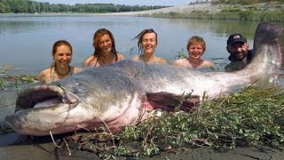 Mammoth Record Catfish 230 pound  HD by Yuri Grisendi [upl. by Sesiom]