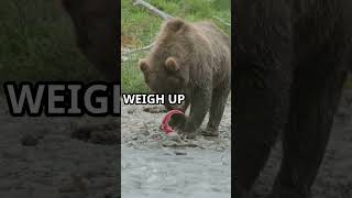 Tiger vs Bear We Show Winner [upl. by Tavish321]