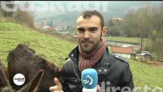 El burro encartado de Gordexola en EUSKADI DIRECTO [upl. by Soalokin558]