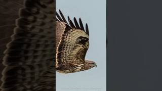 Reasonable Buzzard shot photography wildlife birds [upl. by Ettenej348]