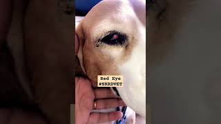 Understanding Red Eye amp Slightly Prolapsed Nictitating Membrane in Dogs Shorts SKRDVET NoCherry [upl. by Onitnelav614]