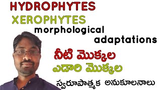 Hydrophytes and Xerophytes morphological adaptations Bhaskars biology [upl. by Nivled837]