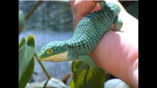 Abronia captive care basics and species profiles [upl. by Sualocin]