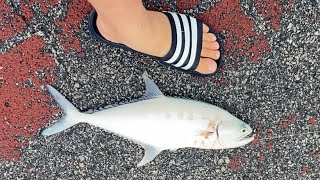 Bedok Jetty less tamban today and few small queenfish landed [upl. by Ynnor]