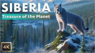 Siberia Exploring the Vast Wilderness  Documentary in 4K [upl. by Yhtommit]