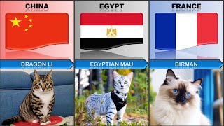 Cat Breeds From Different Countries  Cat Breeds  World Info [upl. by Kahlil]