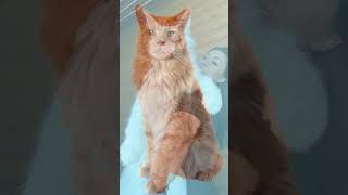 Giant Maine Coon Cats mainecooncat [upl. by Worth978]