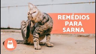 8 REMÉDIOS CASEIROS para sarna em GATOS 🐱✅  Remédios caseiros eficazes [upl. by Brittnee695]