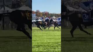 Horse racing yesterday at the Hunt in NJ horses horseriding horselover horseracing betting [upl. by Manbahs590]