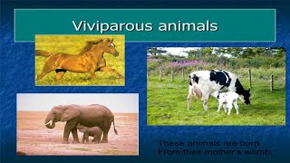 Viviparous Animals Giving Birth [upl. by Wind]