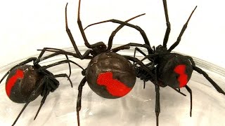 Deadly Spider Infestation How To Catch Lots Of Beautiful Redback Spiders [upl. by Odessa429]