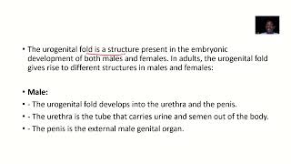 Adult Equivalent of Urogenital Fold in male and female [upl. by Etnoed701]