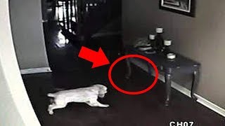 5 Dogs That Saw Something Their Owners Couldnt See  Ghosts ESP amp Paranormal [upl. by Ahsuatal]