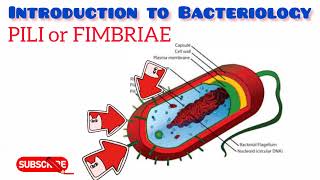 Structure of bacteria Bacteria part 1 [upl. by Mannes]