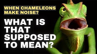 5 Types of Noises Chameleons Makes [upl. by Assedo624]