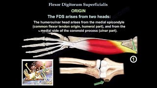 Flexor Digitorum Superficialis  Everything You Need To Know  Dr Nabil Ebraheim [upl. by Borgeson]