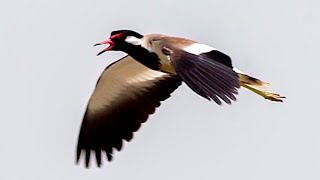 Redwattled lapwing Sounds [upl. by Aikemaj]