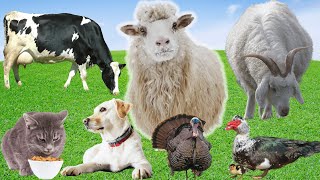 Beautiful Animal Colors  Sheep Goat Cow Dog Cat Turkey Duck  Animal Moments [upl. by Chrystal105]