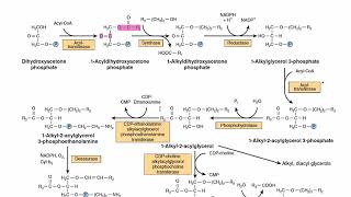 Plasmalogen Biosynthesis  Ether Lipids Biosynthesis  Metabolism [upl. by Allicirp]