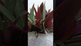 purpale heart plants plants greenheart purplegarden houseplants indoorplants [upl. by Bigner]