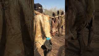 this is how Bushmen carry their food back home [upl. by Eiramasil]