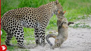 Leopard Kills Cat Brutally [upl. by Pinebrook]