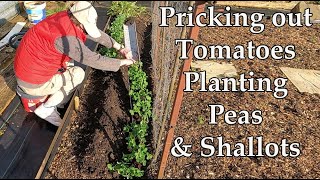 How to Prick out Tomato Plants  Planting Peas amp Banana Shallots [upl. by Notla]