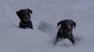 My Black Lab Puppies 12 to 16 weeks old [upl. by Notloc913]