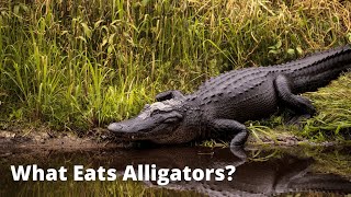 What Eats Alligators 10 Predators That Prey on Alligators [upl. by Ynohtnaluap413]