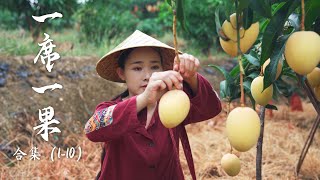 Fruit Compilation 1  Lychee Longan Mango A collection of Yunnan fruits documented before [upl. by Dahaf]