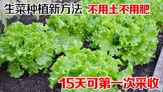 种生菜的“新方法”，不用土、不用肥，简单快速15天可第一次采收A new method of growing lettuce水培生菜 [upl. by Wiles]