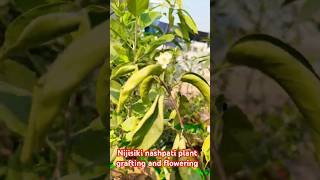 Nijisiki nashpati floweringthegreenparadise2024 gardeninggarden fruit trending trendingshorts [upl. by Kralc]