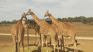 Monarta Safari Park  Animals kingdom  lion 360 Video MONARTO  Animals video [upl. by Nnylyar941]