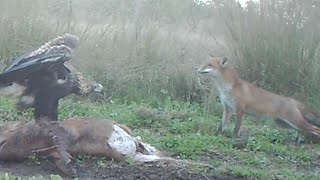 Wedge tail eagle fox stand off [upl. by Kosaka]