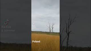 poland nature polska beautypoland dzicz busz odludzie jesien przyrodapolska pomaranczowa [upl. by Tihor637]