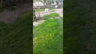 Test du Dog repeller sur Poyraz [upl. by Naejamron486]