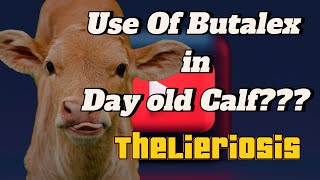 Theileriosis In Cattle Symptoms  Theileria In Cattle  Theileriosis Treatment in Cattle [upl. by Auhsaj620]