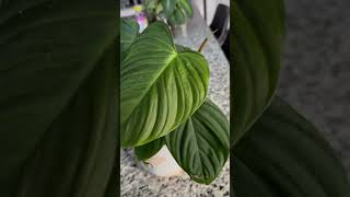 Philadendron Petiole houseplants houseplantlover plantlover houseplantslover [upl. by Royd999]