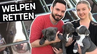 Hunde retten Das schmutzige Geschäft mit Hundewelpen im Internet  PULS Reportage [upl. by Oyek]