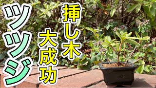 ツツジの挿し木が大成功したので鉢上げ！（azalea） [upl. by Baxter]