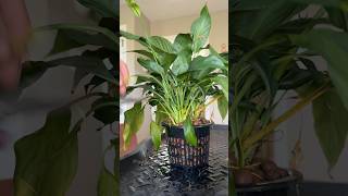 A silent peace lily change from soil to Leca plants plantcare planttips [upl. by Itch123]