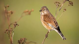 The song of the Common Linnet  Bird Sounds to recognize the Common Linnet  10 Hours [upl. by Oirromed]