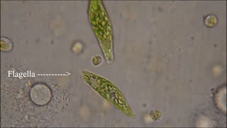 Euglena  The Flagellate [upl. by Gnart887]