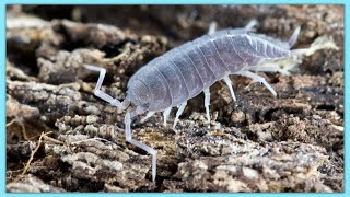 How to Breed Isopods [upl. by Benjamin]