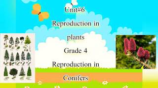 Reproduction in Conifers Grade 4 lecture 2 [upl. by Bashuk]