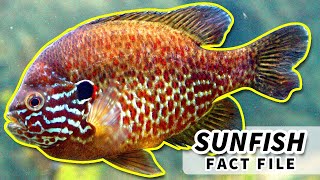 Sunfish Facts NOT the OCEAN SUNFISH  Animal Fact Files [upl. by Gordan]