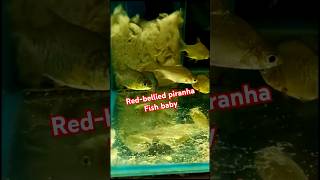 Red bellied piranha Fish baby  Tinfoillbarb fish  Piranha Fish  fish piranha aquarium fishing [upl. by Cassandre]