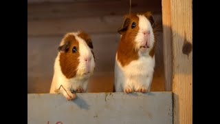 The Keepers of the Pigs guinea pig documentary coming 2023 OFFICIAL TRAILER [upl. by Corinna]